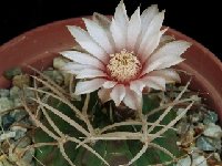 Gymnocalycium rhodantherum v. guanchinense Piltz226 ©JLcoll..jpg